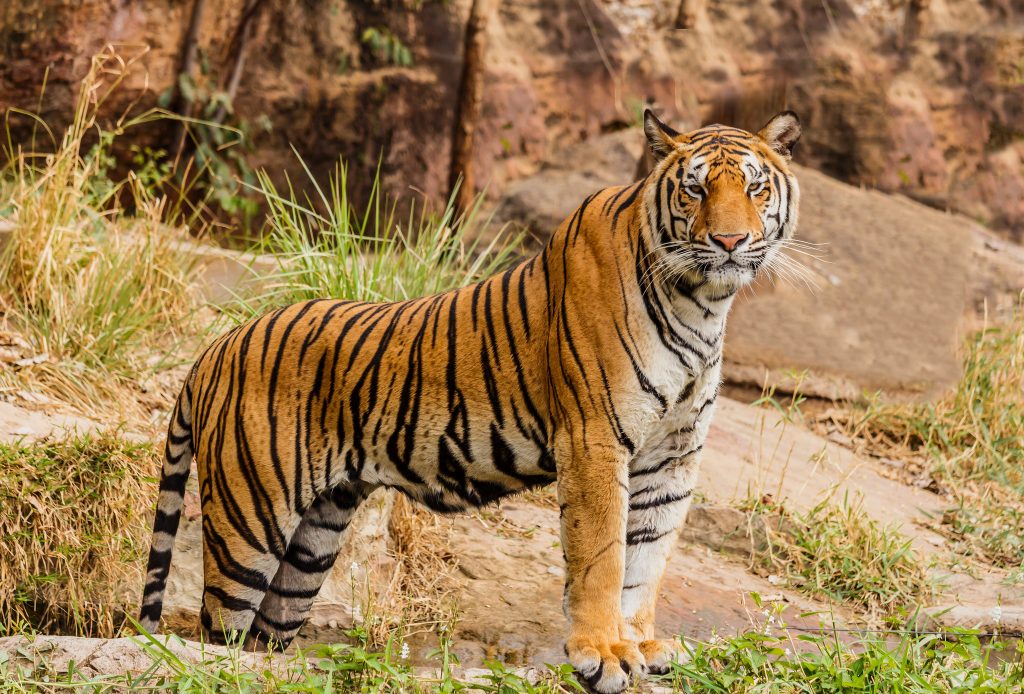 Tigre en Parque Naciona de la India